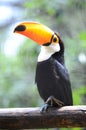 Toucan