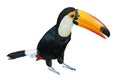 Toucan Royalty Free Stock Photo