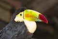 Toucan