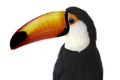 Toucan