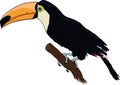 Toucan Royalty Free Stock Photo