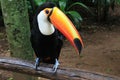 Toucan in the Amazon Jungle