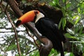 Toucan in the Amazon Jungle