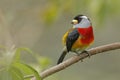 Toucan Barbet perched on a branch - Ecuador