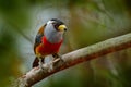 Toucan Barbet, Semnornis ramphastinus, Bellavista, Ecuador, exotic grey and red bird, Wildlife scene from nature. Birdwatching in Royalty Free Stock Photo