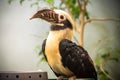 Toucan, Big beak bird