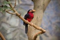 Toucan, Big beak bird