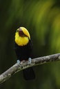 Toucan, Big beak bird Chesnut-mandibled sitting on the branch in tropical rain with green jungle background, animal in the nature