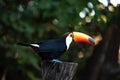 Toucan, big bird with orange bill, in natural habitat, Pantanal, Brazil. Royalty Free Stock Photo