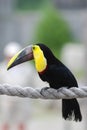 Toucan bird