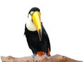 toucan bird Royalty Free Stock Photo