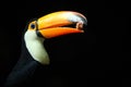 Toucan_bird