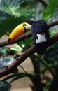 Toucan_bird