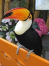 Toucan bird