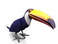 Toucan bird