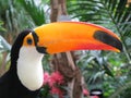 Toucan bird Royalty Free Stock Photo