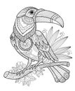 Toucan bird adult antistress coloring page vector