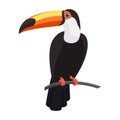 Toucan bird with big bill sitting on tree branch in tropical forest Royalty Free Stock Photo