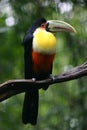 Toucan Bird on a branch, Brazil