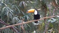 Toucan Bird Royalty Free Stock Photo