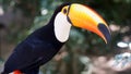 Toucan Bird Royalty Free Stock Photo