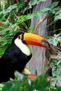 Toucan bird with a cocoa plant Royalty Free Stock Photo