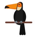 Toucan bird exotic fauna