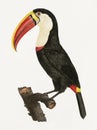 Toucan bird