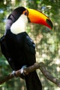 toucan bird posing in a branch in a bird zoo Royalty Free Stock Photo