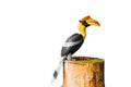 Toucan bird sits on a stump. is isolated on a white background. nature Royalty Free Stock Photo