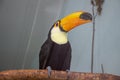 Toucan bird sitting on a branch in a zoo Royalty Free Stock Photo