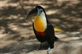 Toucan bird sitting on ground