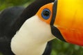 South american toco toucan Bird eye close up