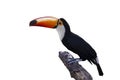 Toucan bird or Toco Toucan perched on a branch on white background. Royalty Free Stock Photo