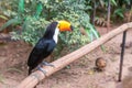 Toucan bird in a tree branch at the forest Royalty Free Stock Photo