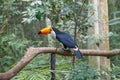 Toucan bird in a tree branch at the forest Royalty Free Stock Photo