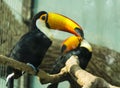 Toucan bird Royalty Free Stock Photo