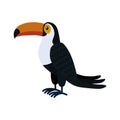 The toucan bird. Tropical bird is a family of birds, the order woodpeckers.