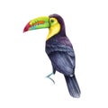Toucan bird watercolor illustration. Hand drawn realistic keel-billed toucan rainforest native avian. Ramphastos