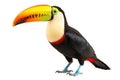 Toucan Bird On White Background Royalty Free Stock Photo