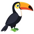 toucan bird white background Royalty Free Stock Photo