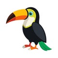 toucan bird white background Royalty Free Stock Photo