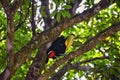 Toucan bird wild, Yellow-throated, Ramphastos ambiguus in the Costa Rica nature near Jaco. resting in tree on branch in tropical r