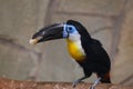 Toucan black-bellied. Ramphastos vitellinus vitellinus.