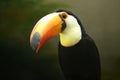 Toucan on a branch