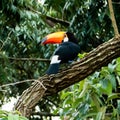 Toucan in the Brazilian forest. Photographed in Anchieta, Brazil.