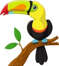 Toucan cartoon sitting on the branch