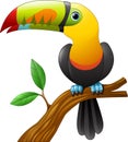 Toucan cartoon sitting on the branch