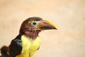 Toucan chick Royalty Free Stock Photo