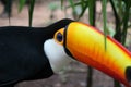 Toucan eye